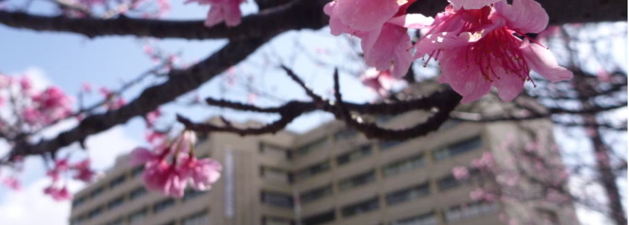 桜の写真